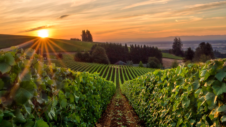 Sunset over vine rows in the Willamette Valley
